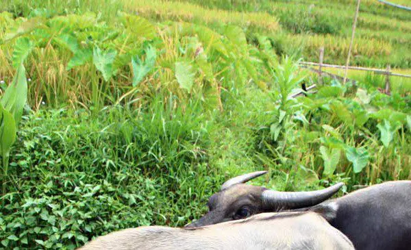 Hanoi und das Bergland des Nordens mit Trekking