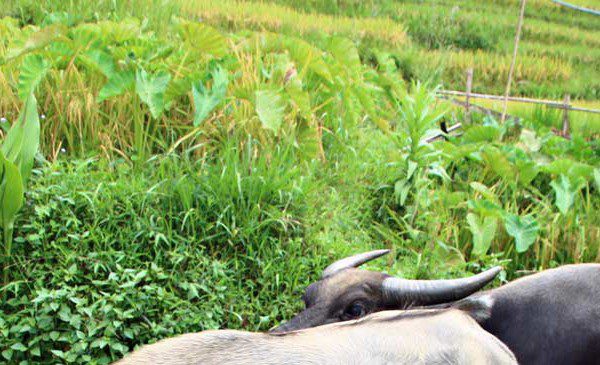 Hanoi und das Bergland des Nordens mit Trekking
